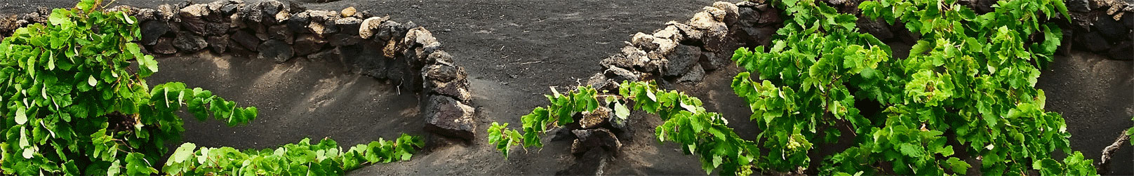 alquiler de villas en lanzarote